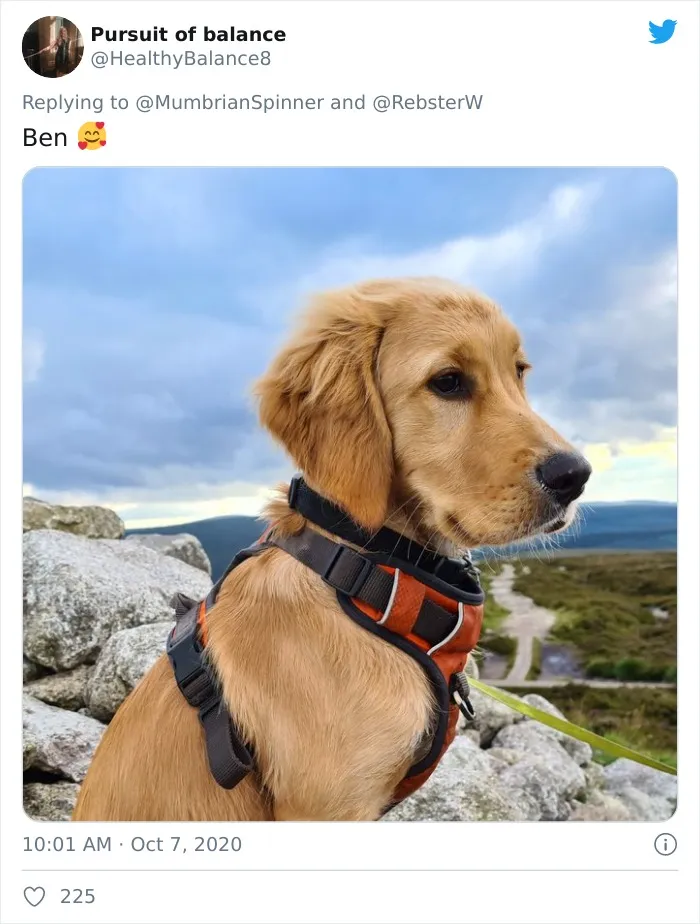 Woman On Twitter Asks What People’s Dogs' Dating Profile Pics Would Be, 30 People Share Photos