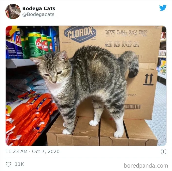This Twitter Account Collects Photos Of Cats In Small Shops Looking Like They Own The Place (50 New Pics)