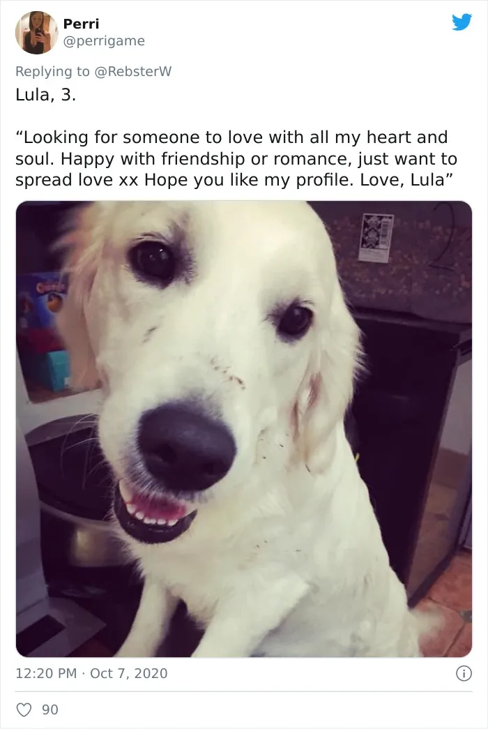 Woman On Twitter Asks What People’s Dogs' Dating Profile Pics Would Be, 30 People Share Photos