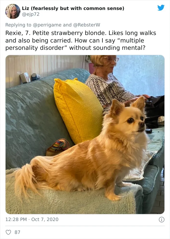 Woman On Twitter Asks What People’s Dogs' Dating Profile Pics Would Be, 30 People Share Photos