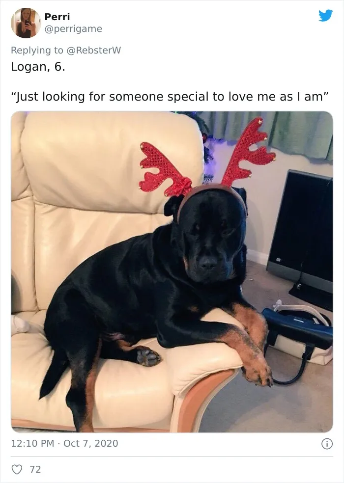 Woman On Twitter Asks What People’s Dogs' Dating Profile Pics Would Be, 30 People Share Photos