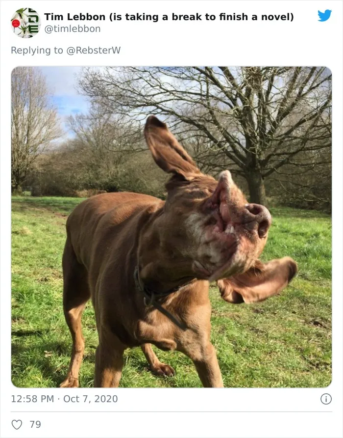 Woman On Twitter Asks What People’s Dogs' Dating Profile Pics Would Be, 30 People Share Photos
