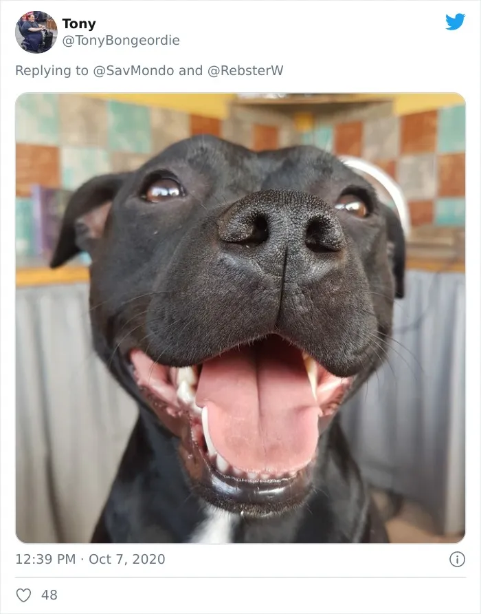 Woman On Twitter Asks What People’s Dogs' Dating Profile Pics Would Be, 30 People Share Photos