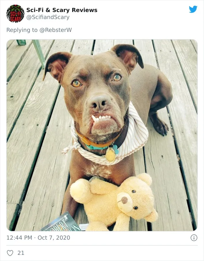 Woman On Twitter Asks What People’s Dogs' Dating Profile Pics Would Be, 30 People Share Photos