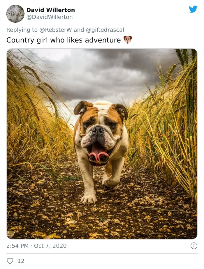 Woman On Twitter Asks What People’s Dogs' Dating Profile Pics Would Be, 30 People Share Photos