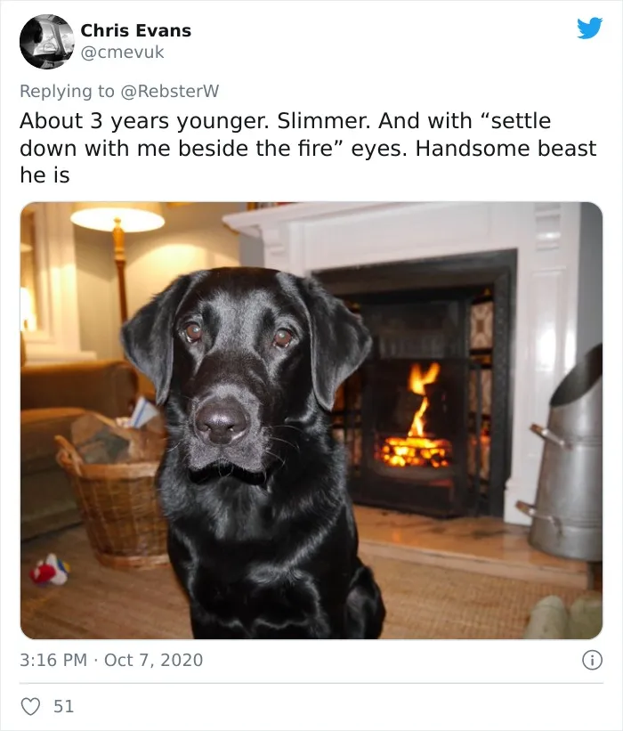 Woman On Twitter Asks What People’s Dogs' Dating Profile Pics Would Be, 30 People Share Photos