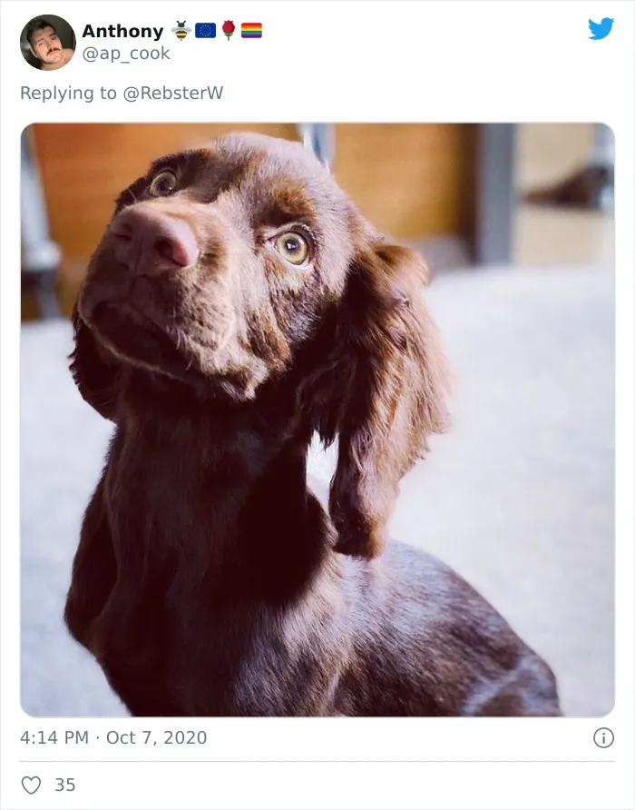 Woman On Twitter Asks What People’s Dogs' Dating Profile Pics Would Be, 30 People Share Photos