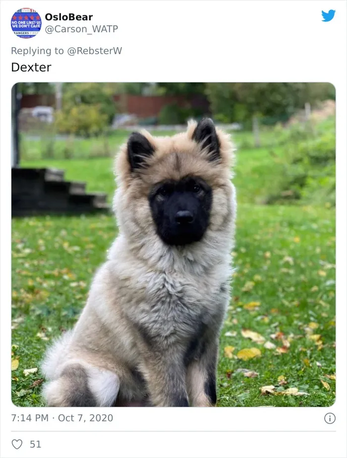 Woman On Twitter Asks What People’s Dogs' Dating Profile Pics Would Be, 30 People Share Photos
