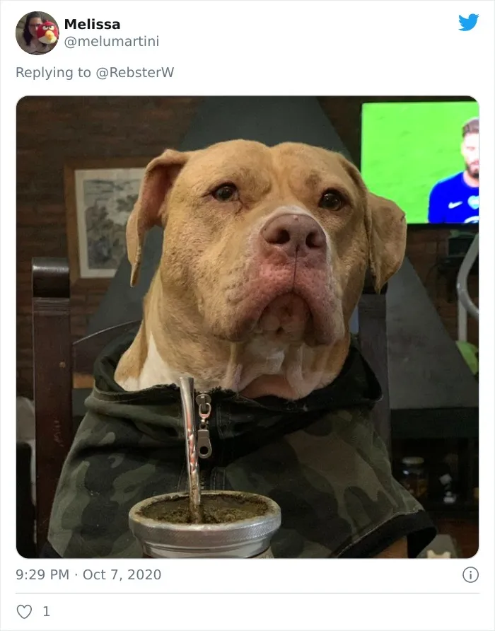 Woman On Twitter Asks What People’s Dogs' Dating Profile Pics Would Be, 30 People Share Photos