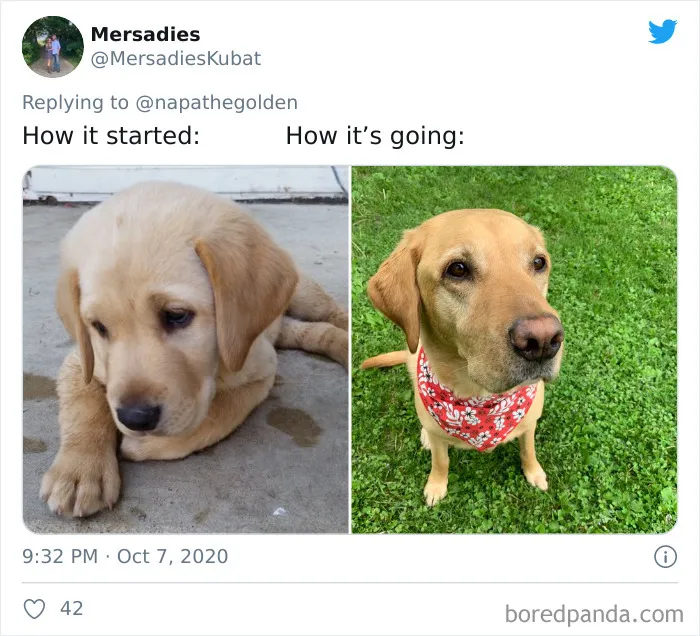 45 Of The Best Reactions Pet Owners Had To The 'How It Started Vs. How It Ended' Meme Challenge