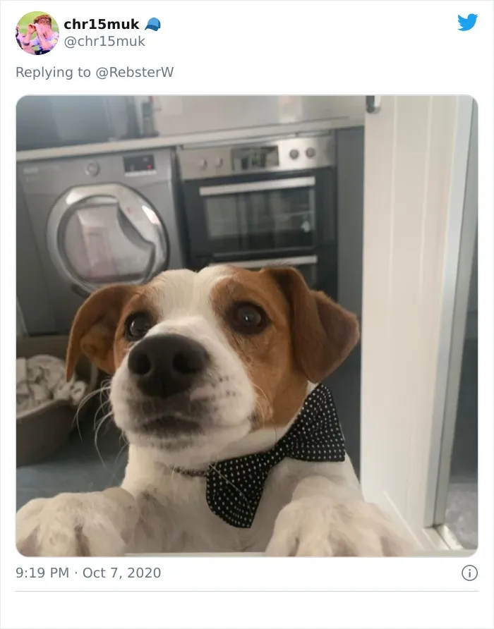 Woman On Twitter Asks What People’s Dogs' Dating Profile Pics Would Be, 30 People Share Photos