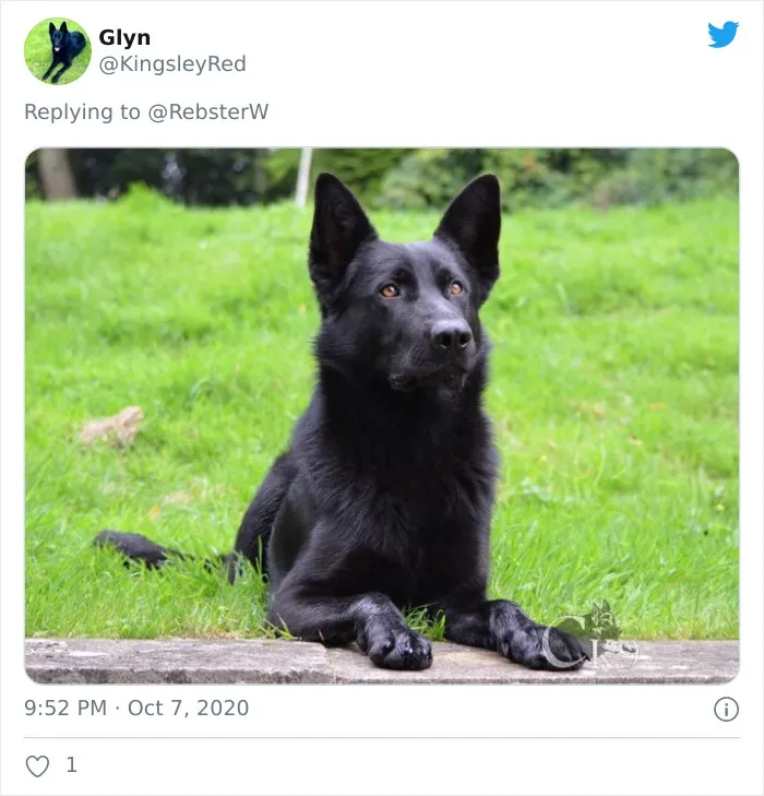 Woman On Twitter Asks What People’s Dogs' Dating Profile Pics Would Be, 30 People Share Photos