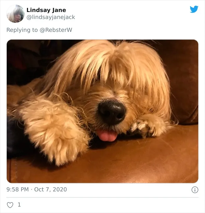 Woman On Twitter Asks What People’s Dogs' Dating Profile Pics Would Be, 30 People Share Photos