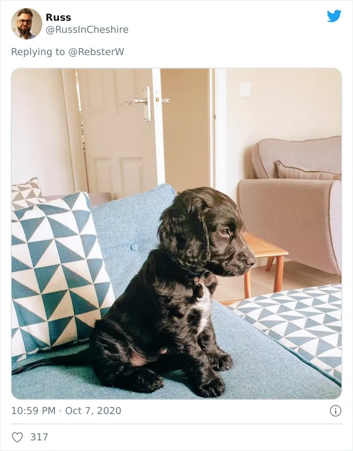 Woman On Twitter Asks What People’s Dogs' Dating Profile Pics Would Be, 30 People Share Photos