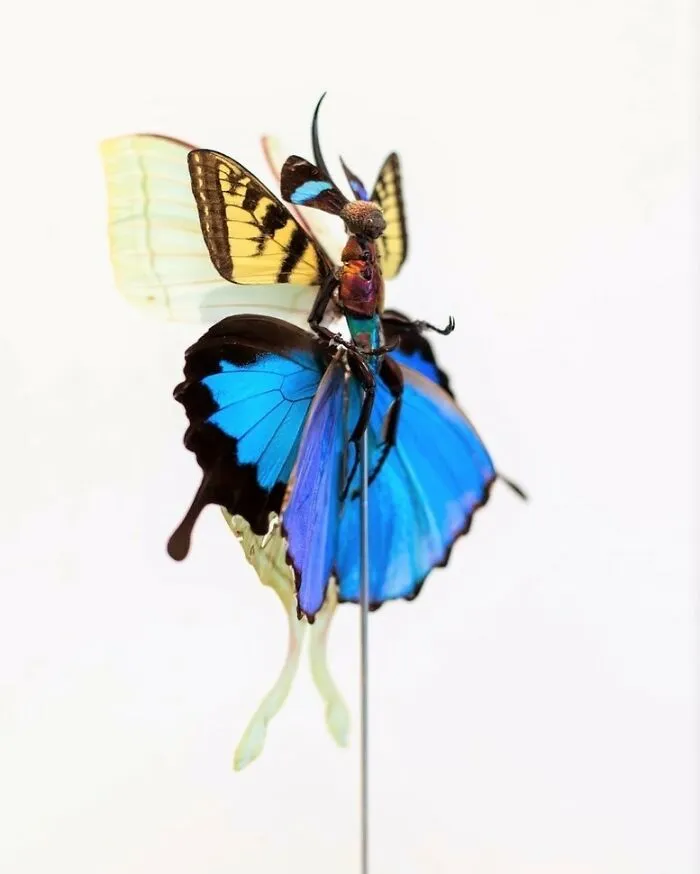 Here Are 18 Surreal Bug Fairies Made From Dead Insects Made By This Amsterdam-Based Artist