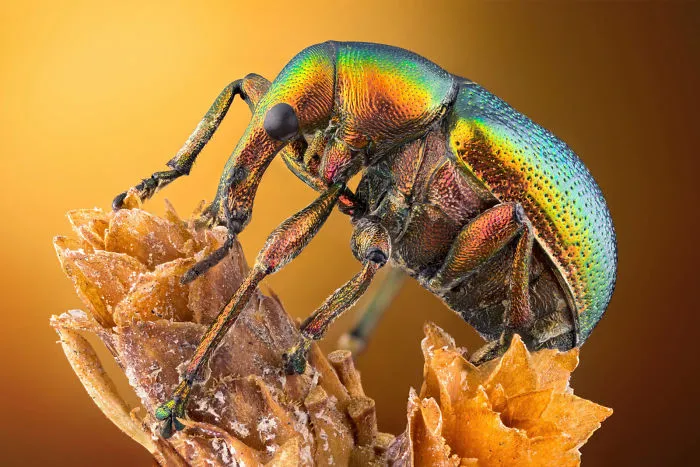 Leaf roller weevil