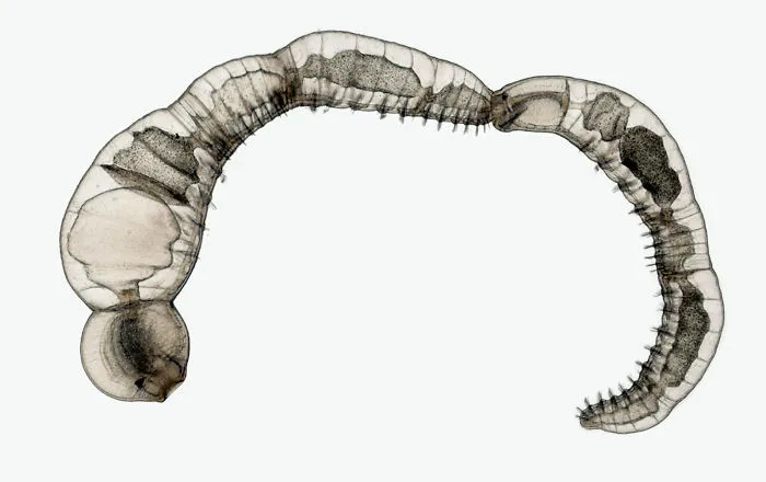 Chain of daughter individuals from annelid species Chaetogaster diaphanus