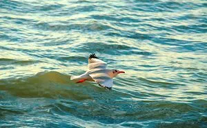 Seagull Photography