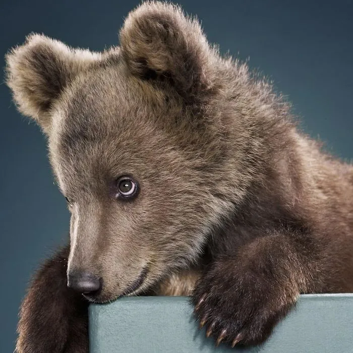 Jill Greenberg Photographed Bears In A Setting You’ve Probably Never Seen Before (30 Pics)