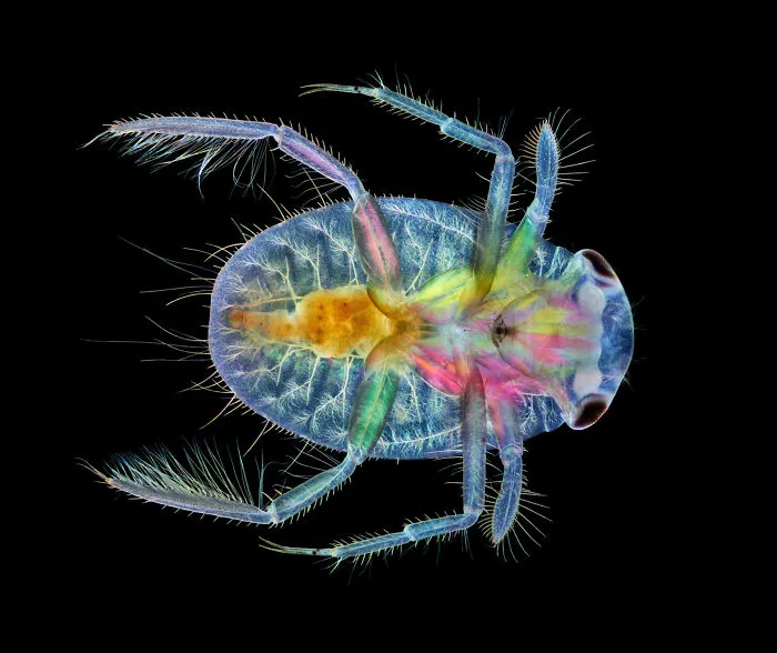 Water boatman