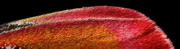 Atlas moth wing