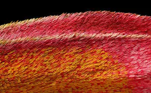 The Nikon Small World 2020 Competition Just Happened & Here Are The Top 20 Winners