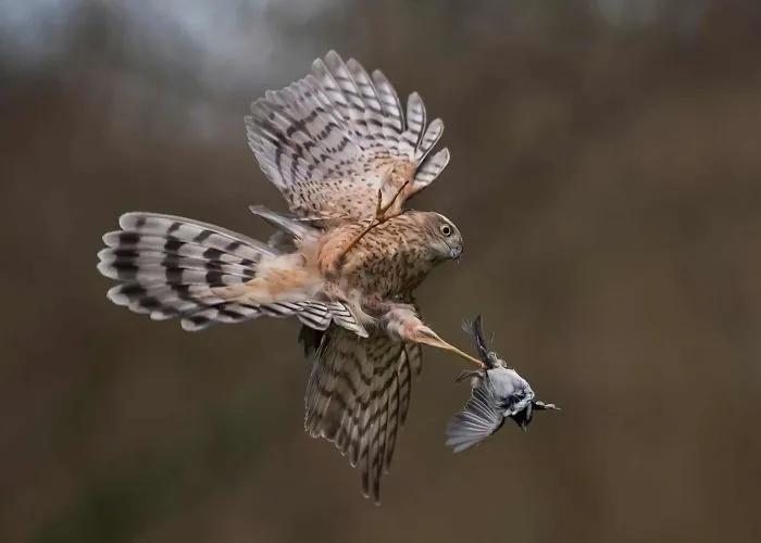 'Predator And Prey', By Michael Durham, 2016