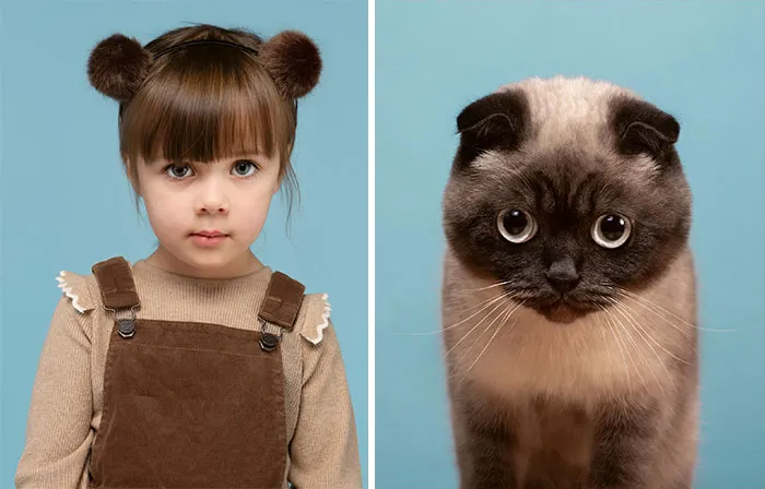 Nancy And Buttons (Scottish Fold)