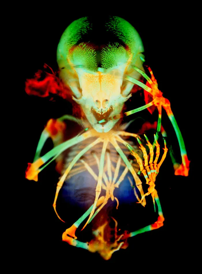 Skeleton preparation of a short-tailed fruit bat embryo