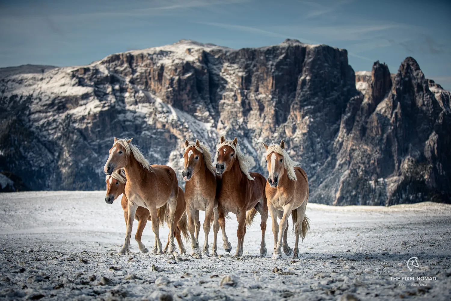 I Captured Free Roaming Horses In The First Snow Of The Year In The Dolomite Mountains (13 Pics)