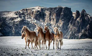 I Captured Free Roaming Horses In The First Snow Of The Year In The Dolomite Mountains (13 Pics)