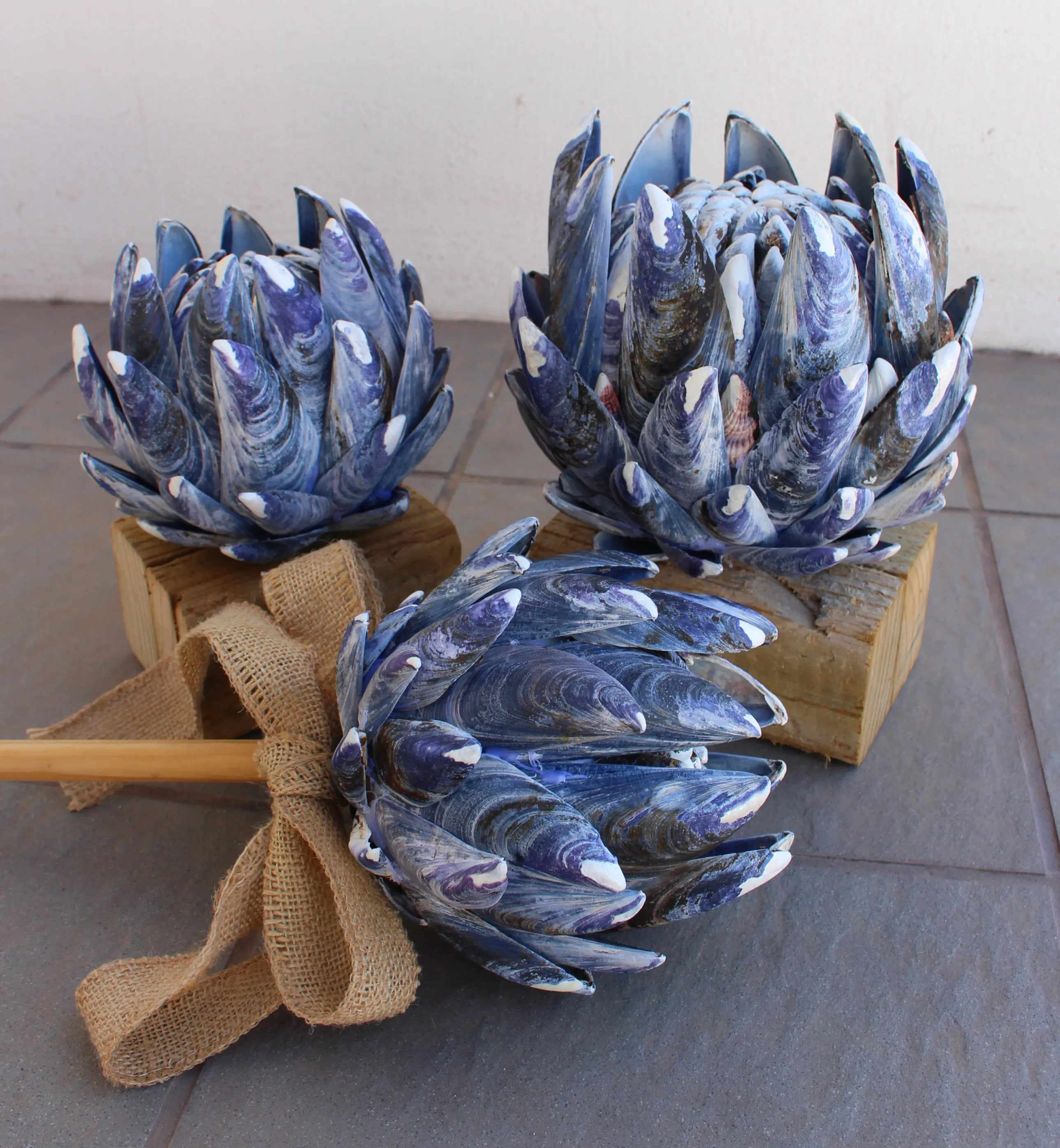West Coast "Protea Flowers"
