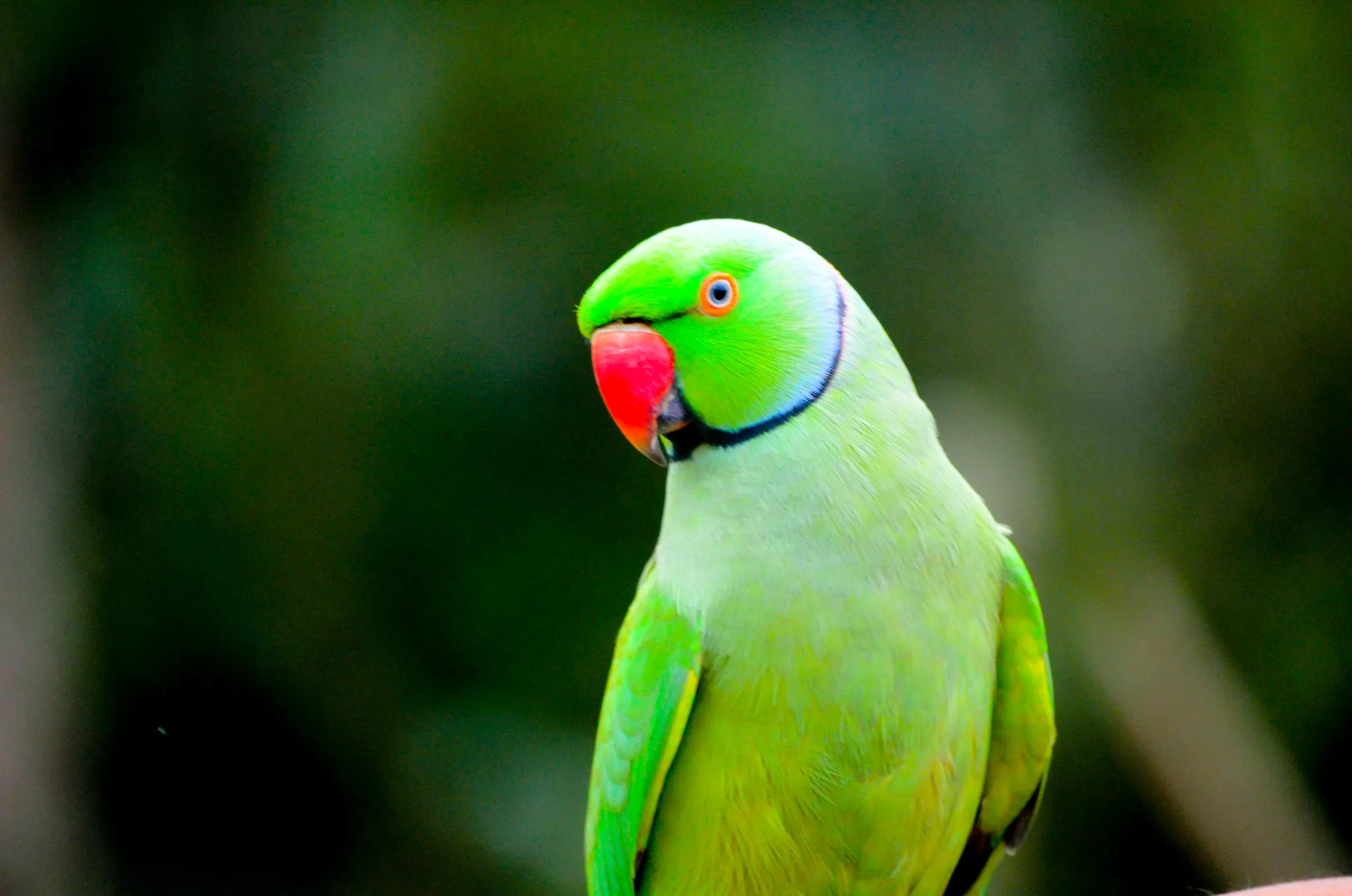 Nature Photography