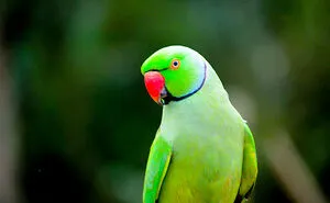 Nature Photography