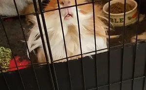 Hey Pandas, What Is Your Pet's Weirdest Or Cutest Habit? (Closed)