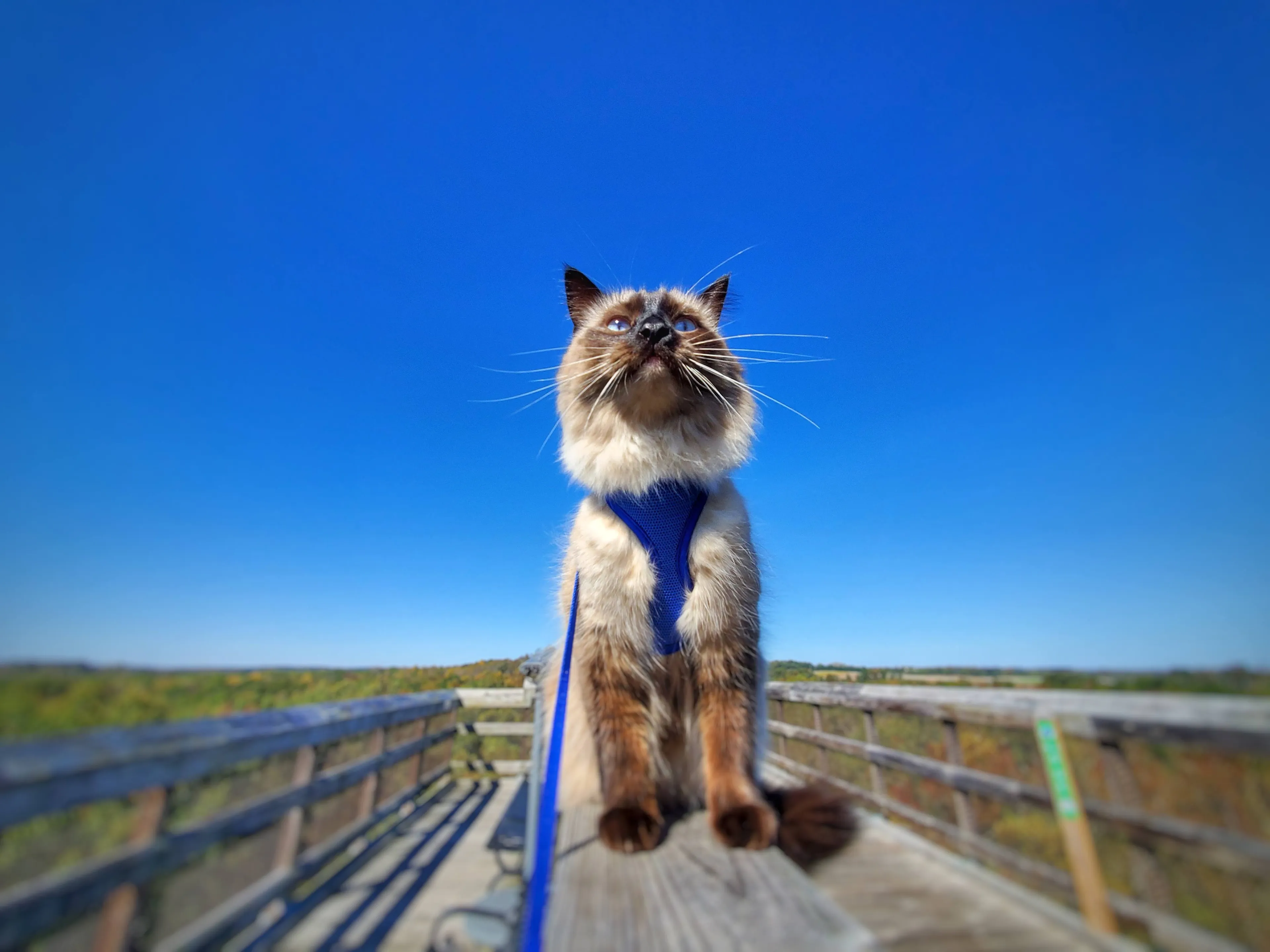 Our Dog-Like Cat Walks On A Leash For His First Mountain Hike!