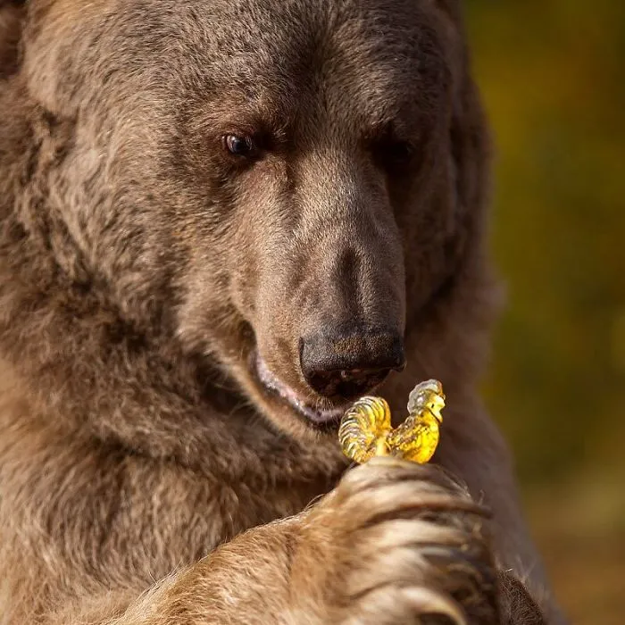 Russian Brown Bear Who Was Abandoned As A Cub And Raised By Humans Has Now Started A Modeling Career (35 Pics)