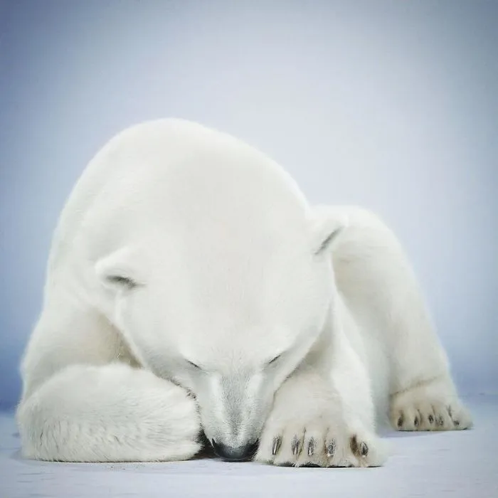 Jill Greenberg Photographed Bears In A Setting You’ve Probably Never Seen Before (30 Pics)