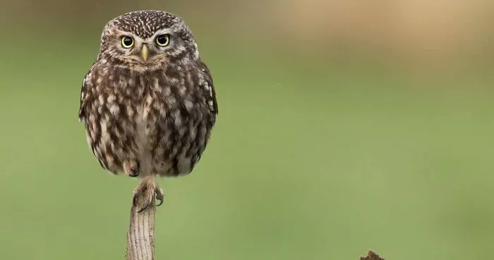 15 Of The Best Animal Images Of The Decade From The British Wildlife Photography Awards