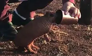 This Thirsty Armadillo Flagged Down A Car To Ask For Help