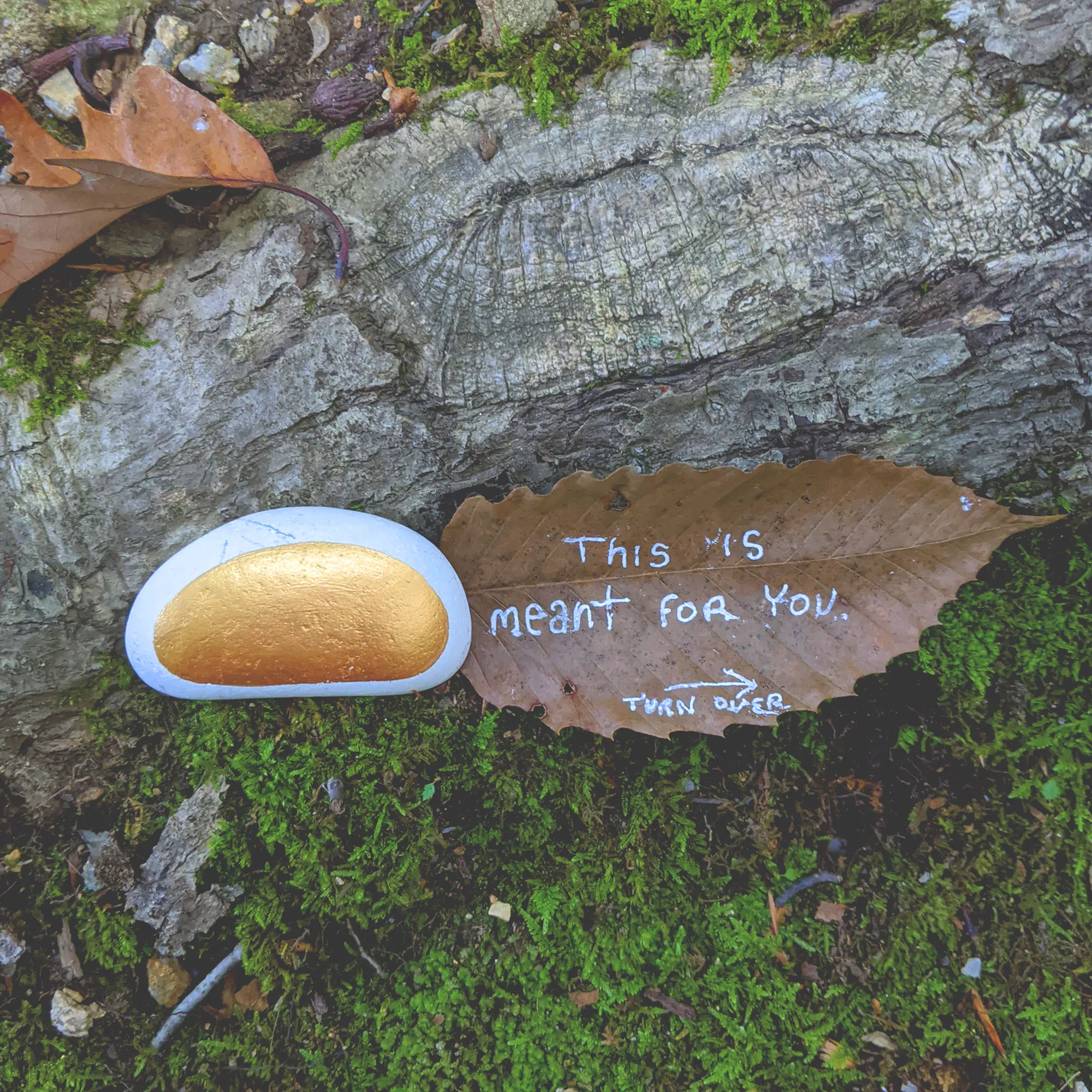 Artist Leaves Hopeful Fortunes On Trails In The Woods