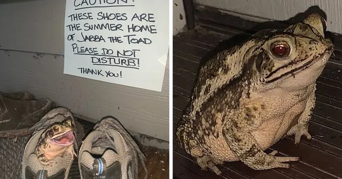 Toad Decides To Live In This Woman's Shoe, So She Takes Their Friendship To The Next Level
