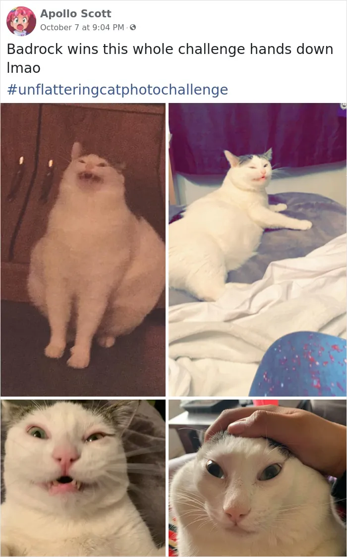 The 'Unflattering Cat Photo Challenge' Is Trending And It's Hilarious How Unphotogenic These Cats Are