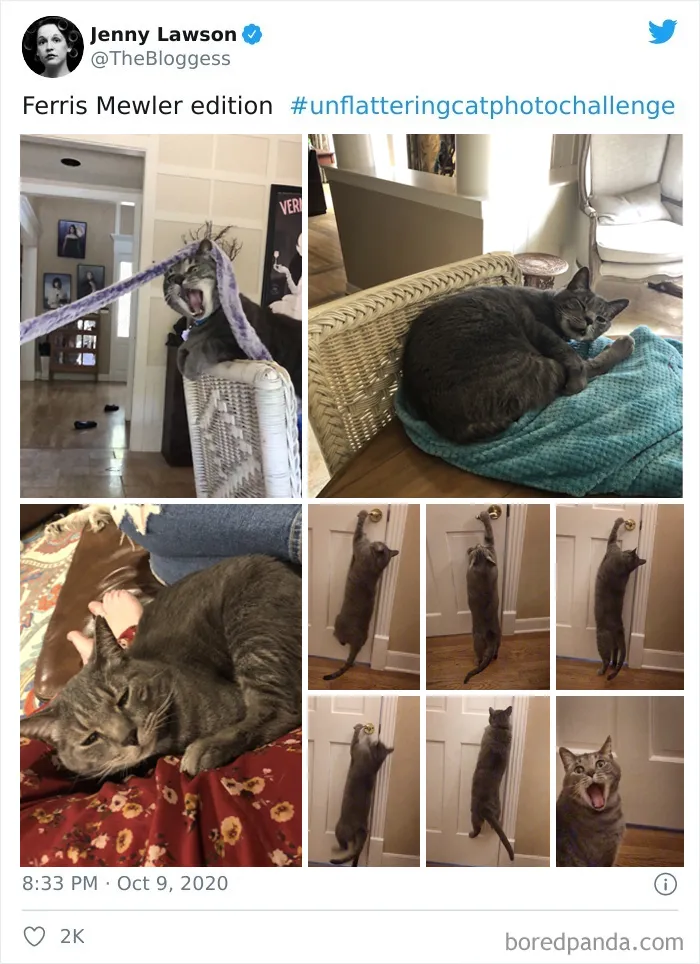 The 'Unflattering Cat Photo Challenge' Is Trending And It's Hilarious How Unphotogenic These Cats Are