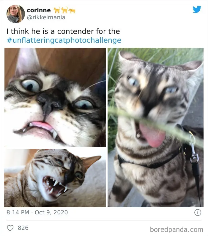 The 'Unflattering Cat Photo Challenge' Is Trending And It's Hilarious How Unphotogenic These Cats Are