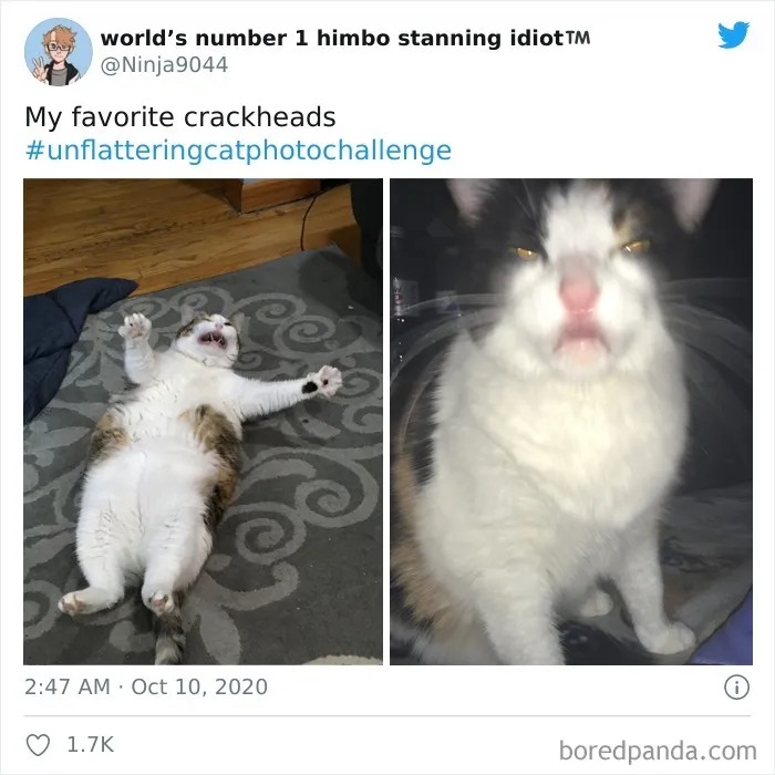 The 'Unflattering Cat Photo Challenge' Is Trending And It's Hilarious How Unphotogenic These Cats Are