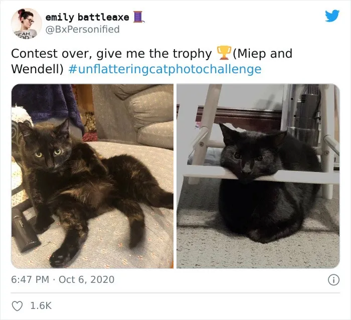 The 'Unflattering Cat Photo Challenge' Is Trending And It's Hilarious How Unphotogenic These Cats Are