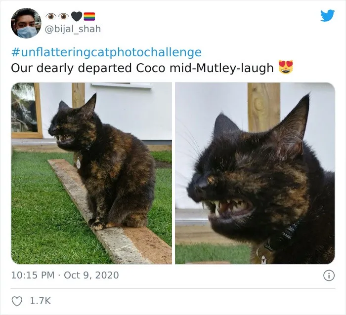 The 'Unflattering Cat Photo Challenge' Is Trending And It's Hilarious How Unphotogenic These Cats Are