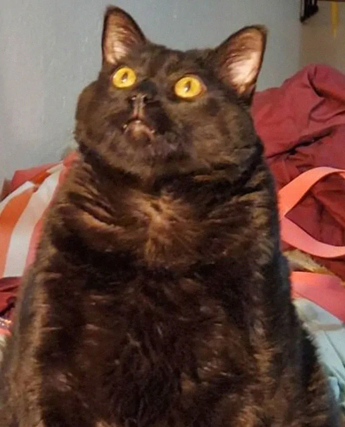 The 'Unflattering Cat Photo Challenge' Is Trending And It's Hilarious How Unphotogenic These Cats Are