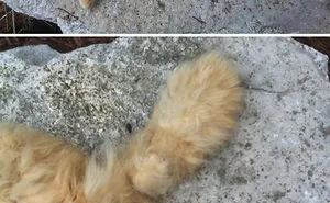 40 Pets With Unique Genes That Have Given Them Really Distinctive Looks